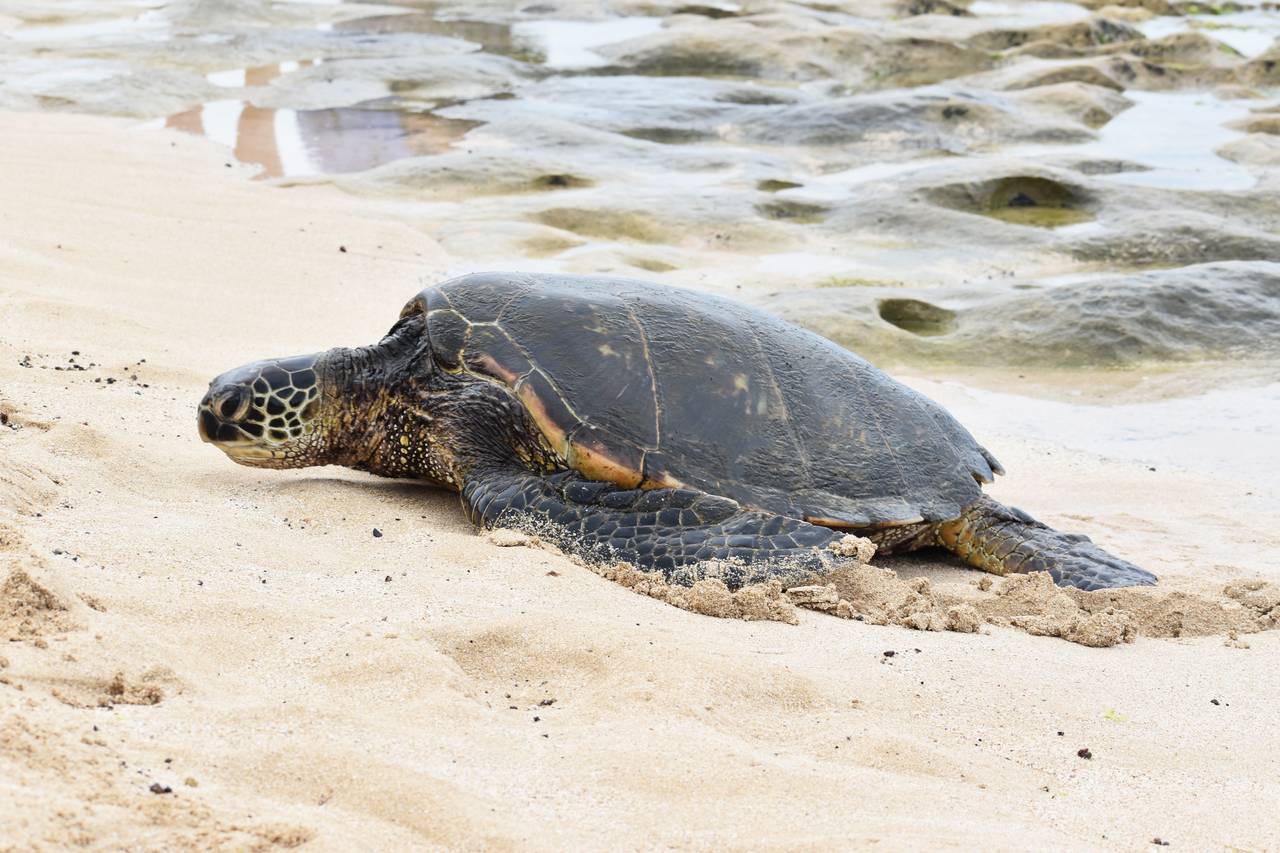 Sea Turtles at the Beach Sea Turtles at the Beach