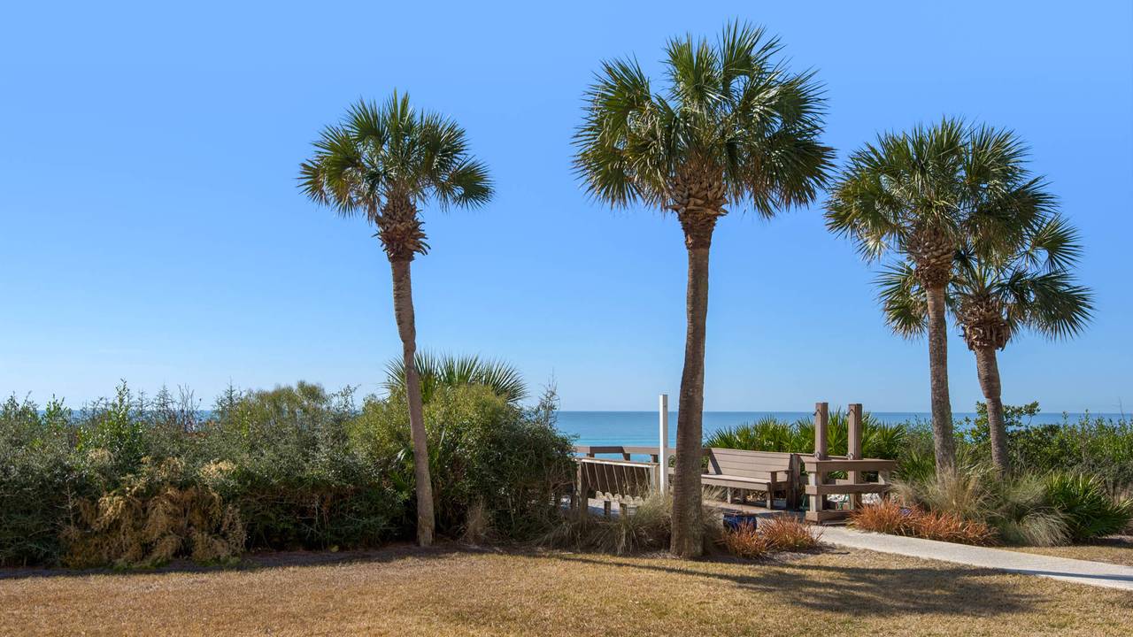 Palms Boardwalk Palms Boardwalk