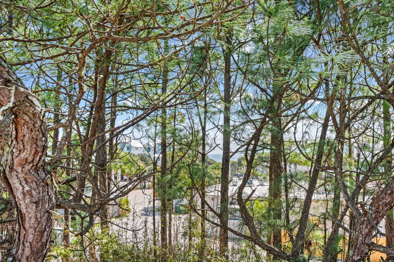 Sugar Paws Sugar Paws