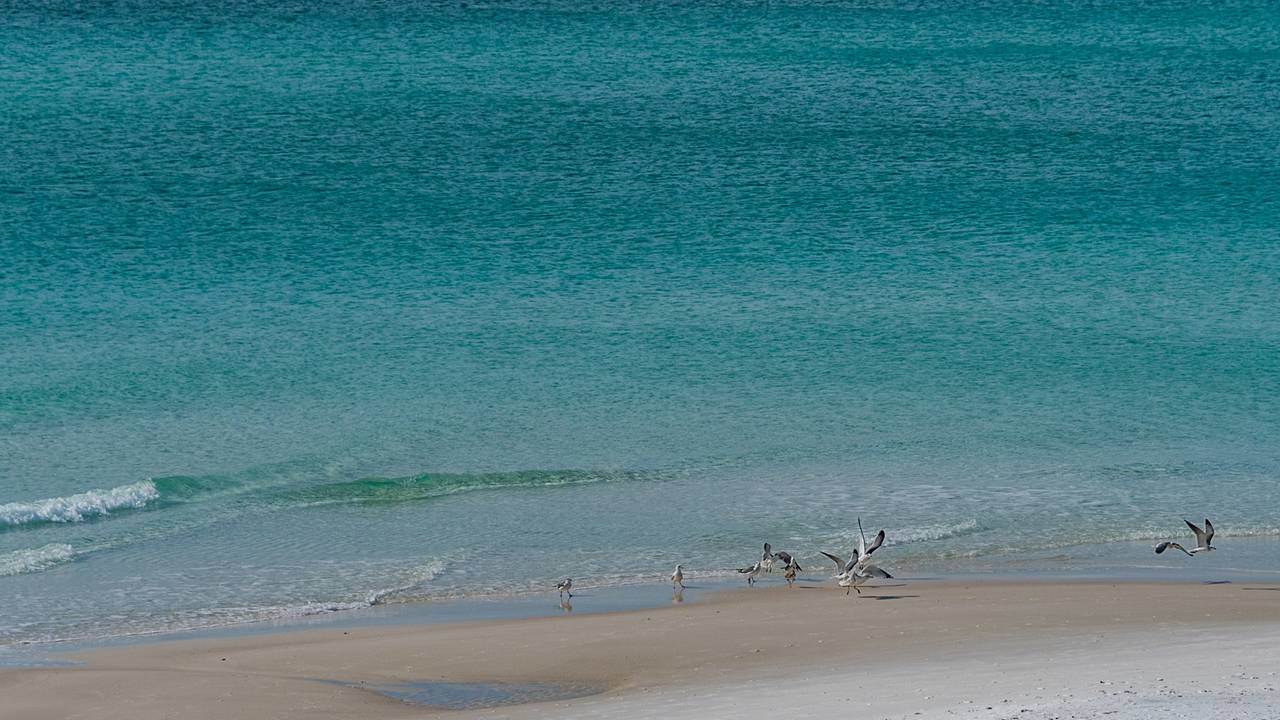 Dune Allen Dune Allen