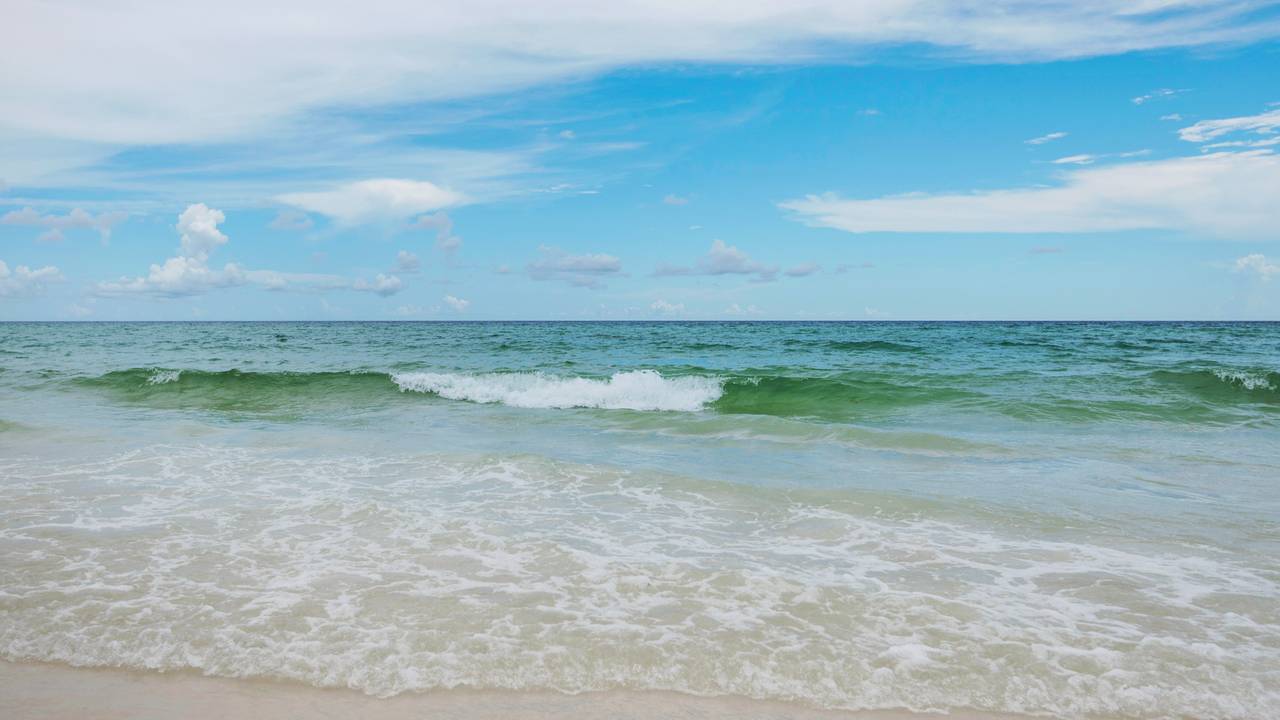 Herons Watch 5101 Herons Watch 5101