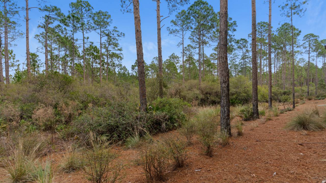 Pinewood30a 415 View of Pines Pinewood30a 415 View of Pines