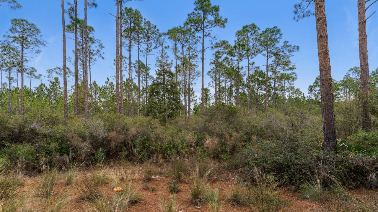 Pinewood30a 415 View of Pines Pinewood30a 415 View of Pines