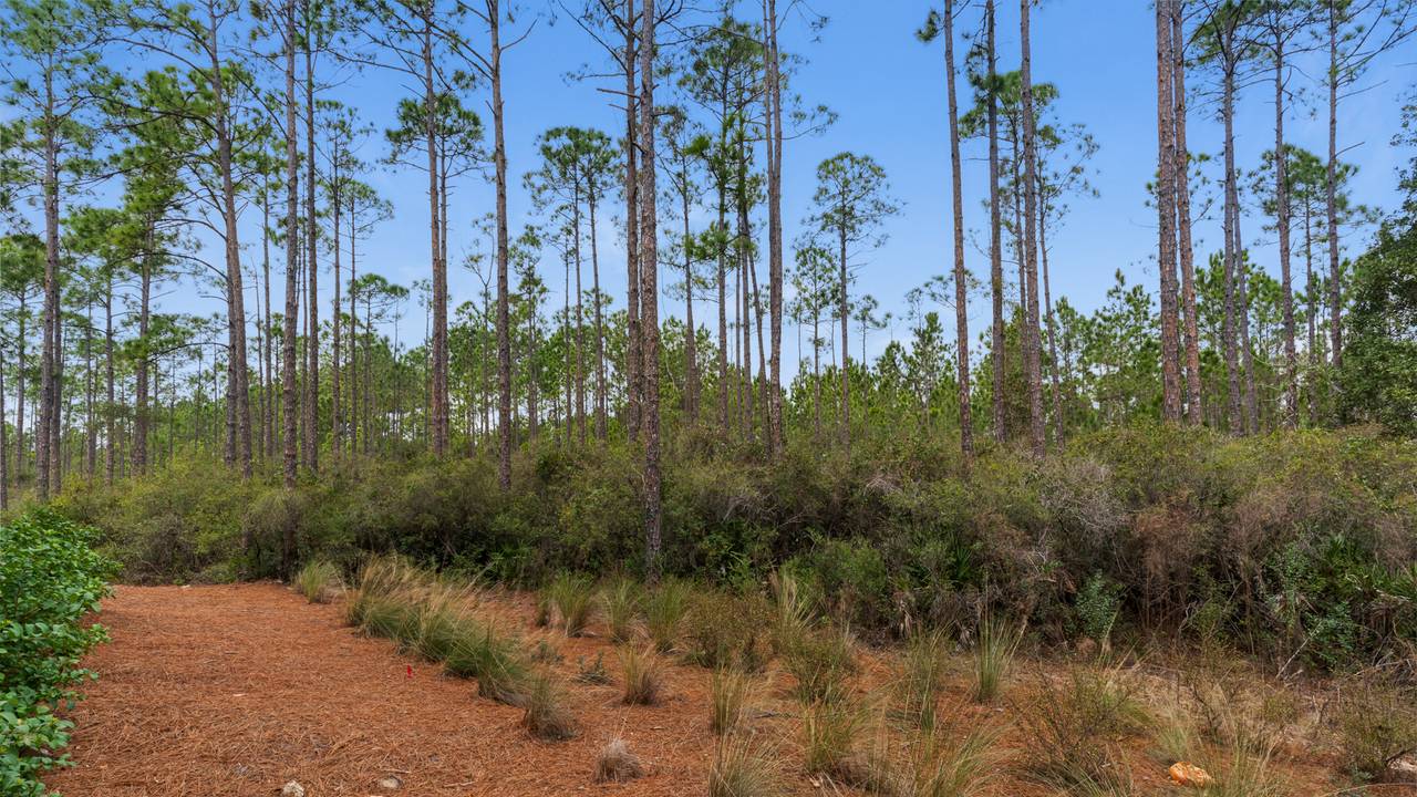 Pinewood30a 415 View of Pines Pinewood30a 415 View of Pines