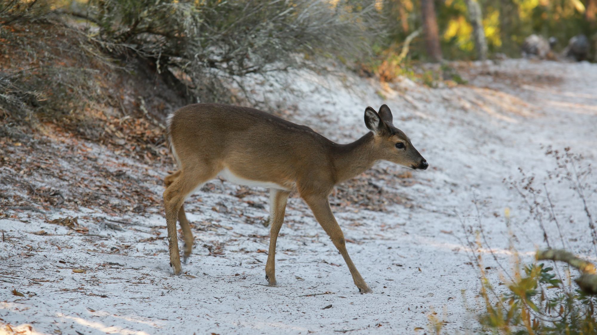 Hidden Beach 201 Deer
