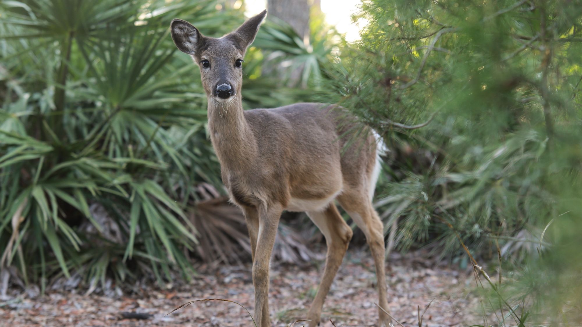 Deer