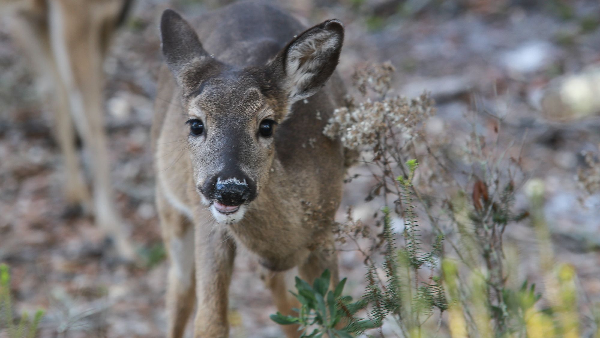 Deer