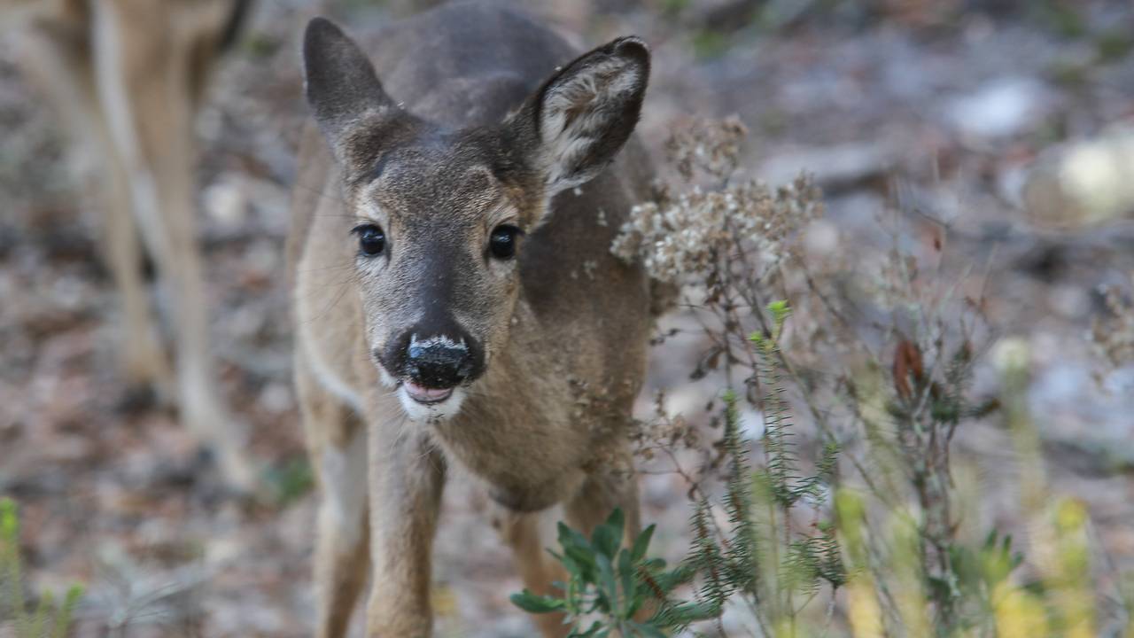 Deer Deer