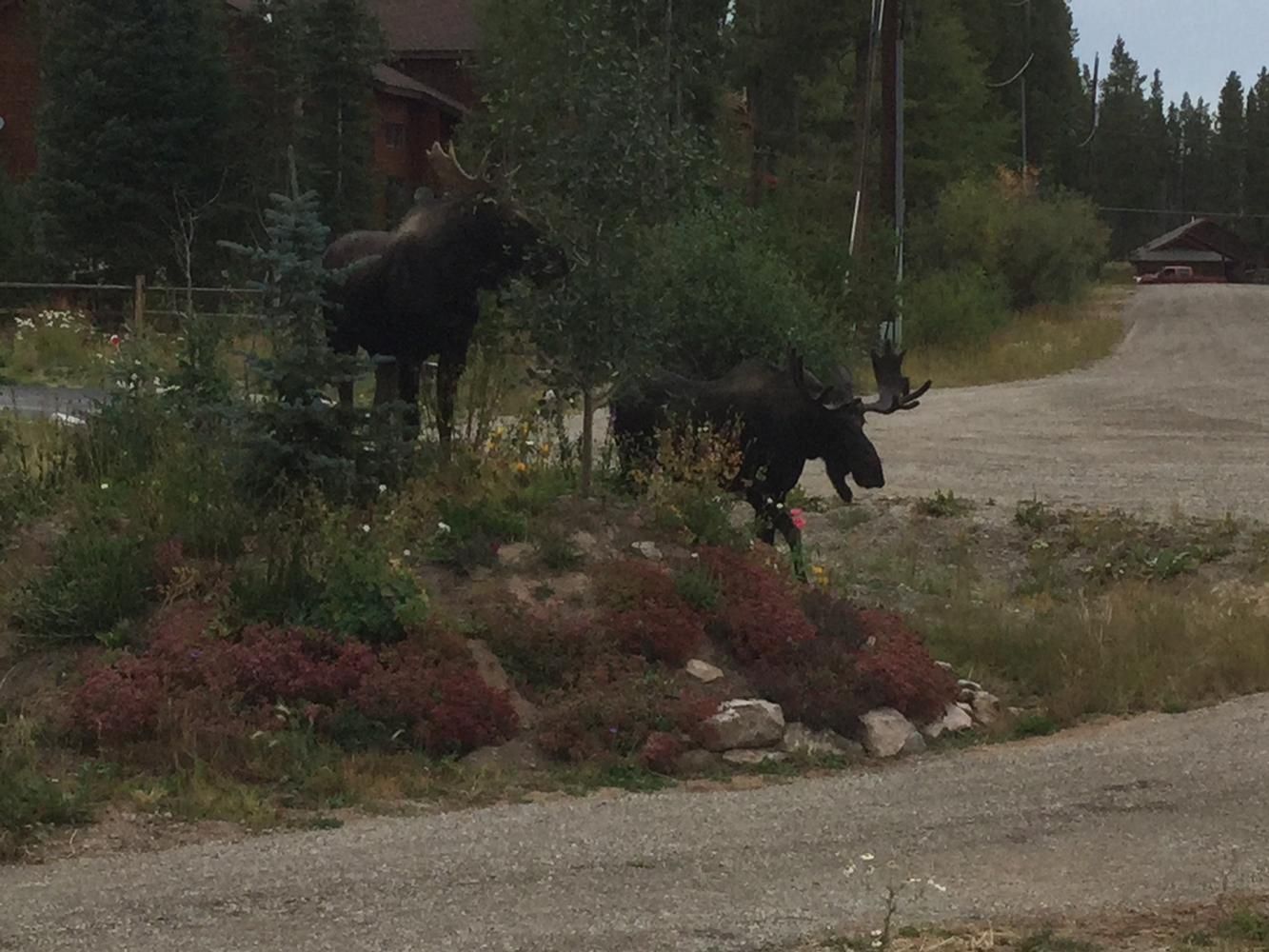 stilwell's dog friendly cottages