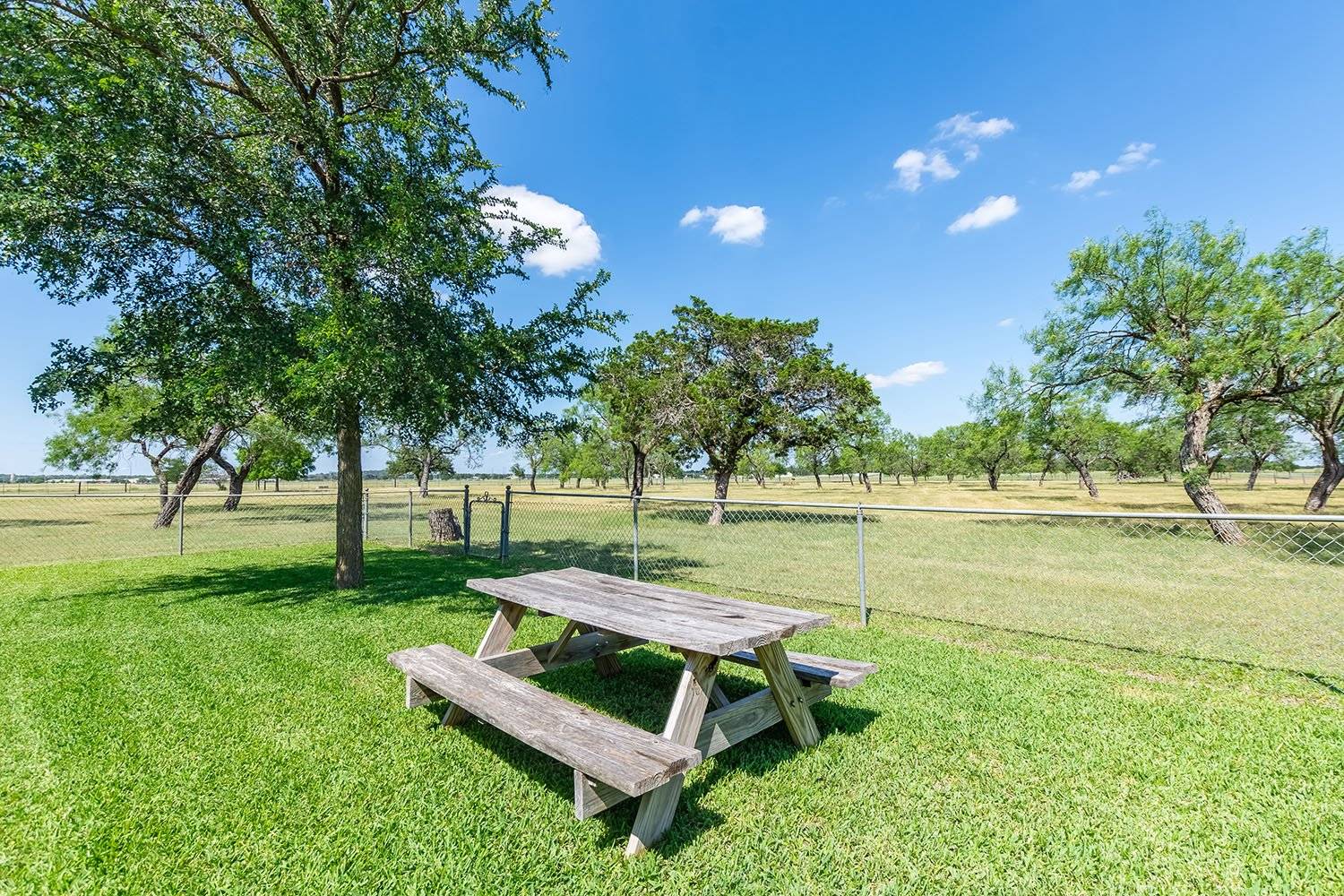 Back yard 