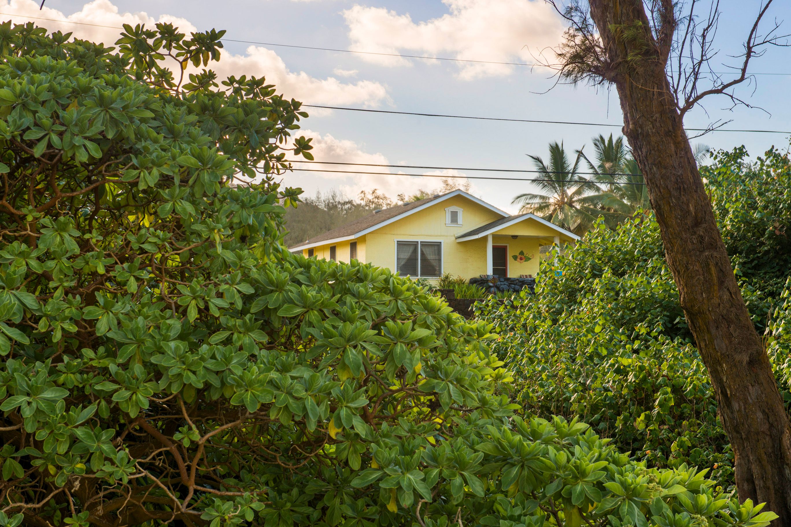 Hibiscus Hula Beach Cottage, Steps to Anahola Bay, TVNC 5067 Garden