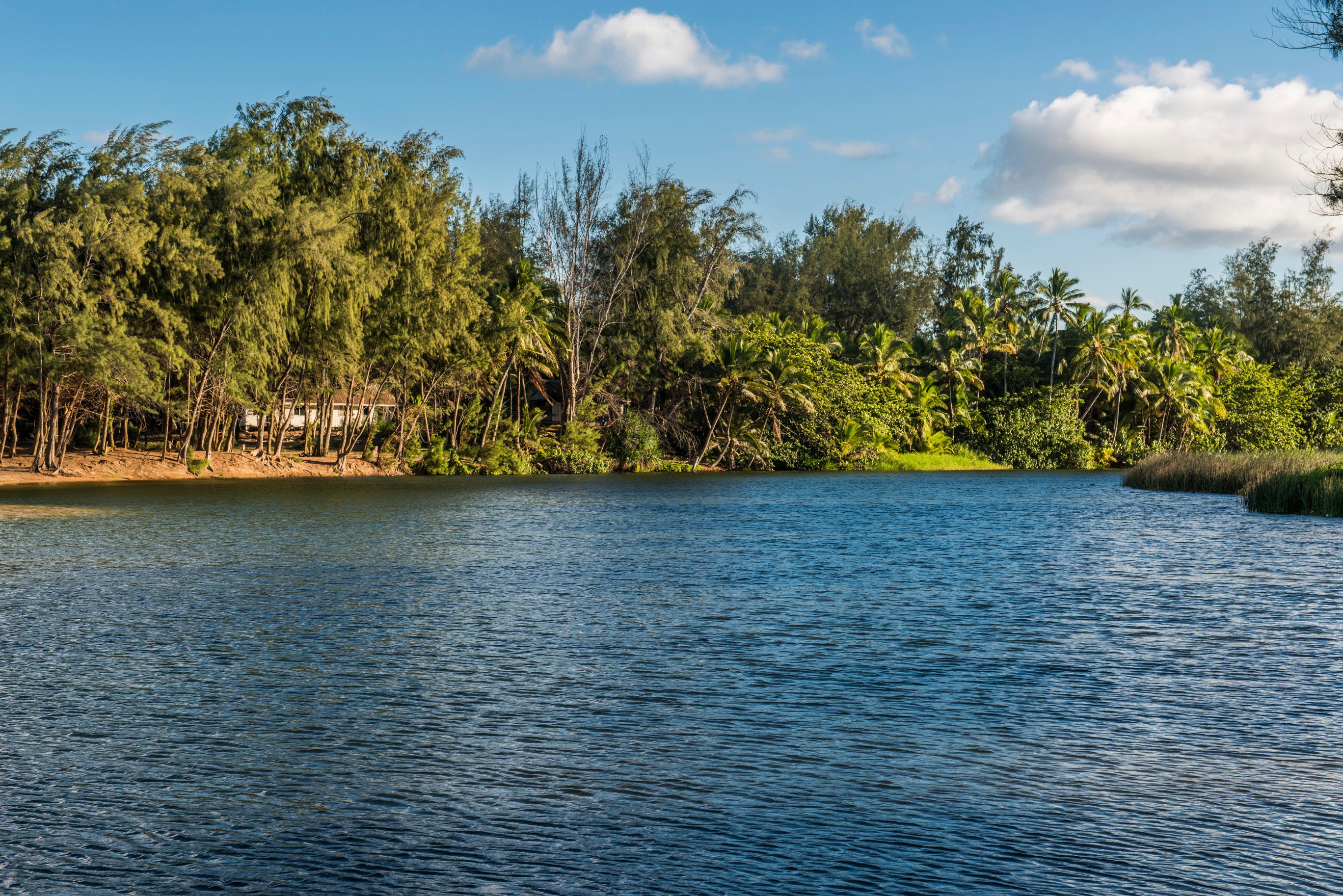 Hibiscus Hula Beach Cottage, Steps to Anahola Bay, TVNC 5067 Garden