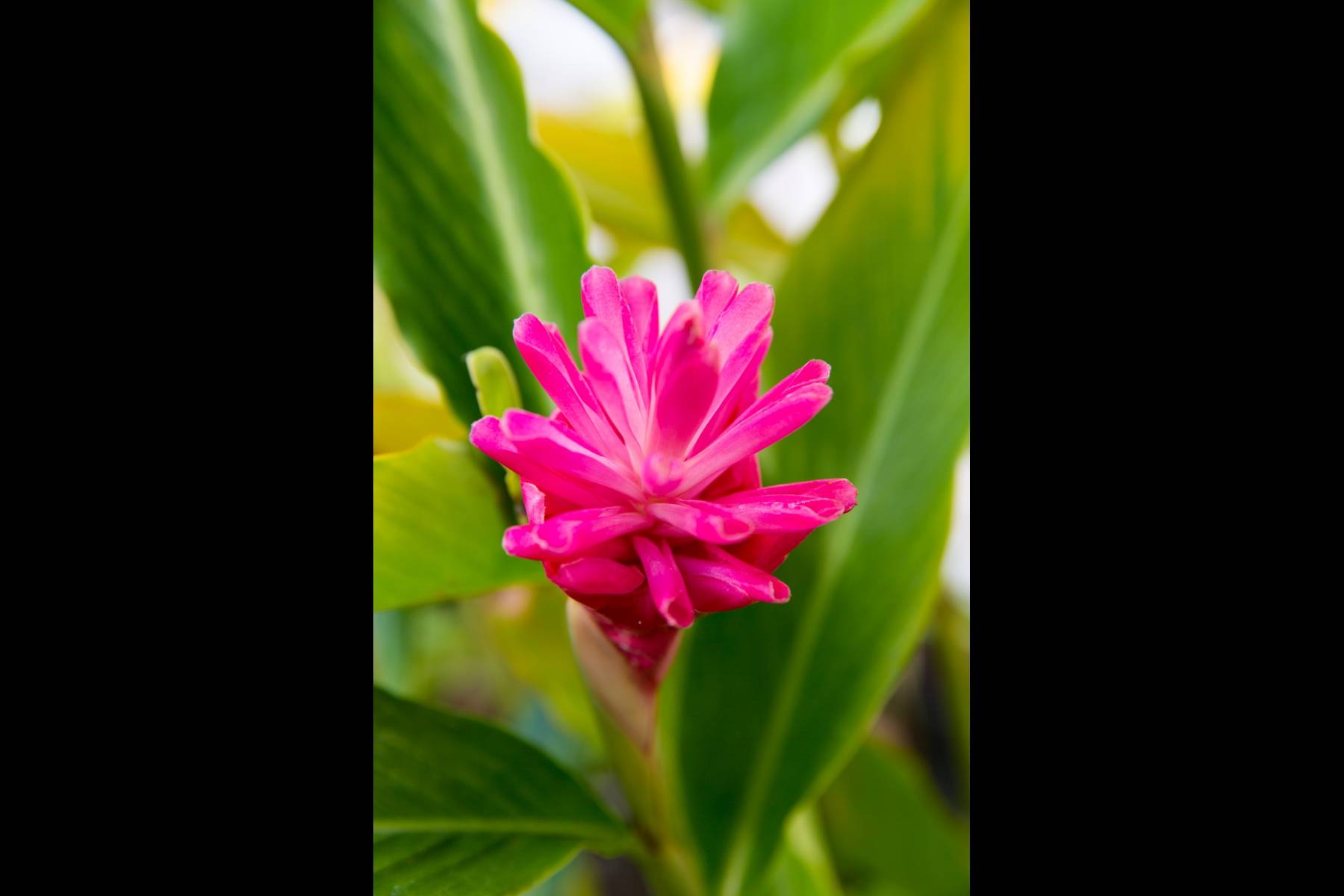 Village Manor A21, Cozy, Coconut Grove & Ocean Views Garden Island