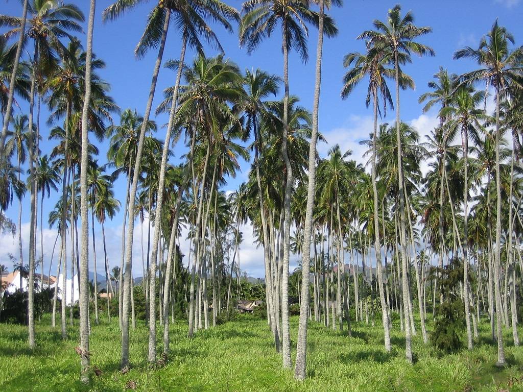 Village Manor D22, Kapaa Town Coconut Grove, Walk to Beach Garden