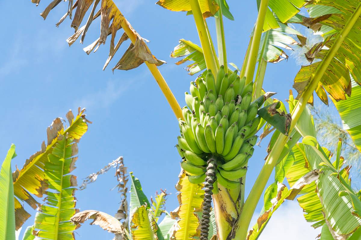 The Treehouse at Hakalau | Salt Water Real Estate