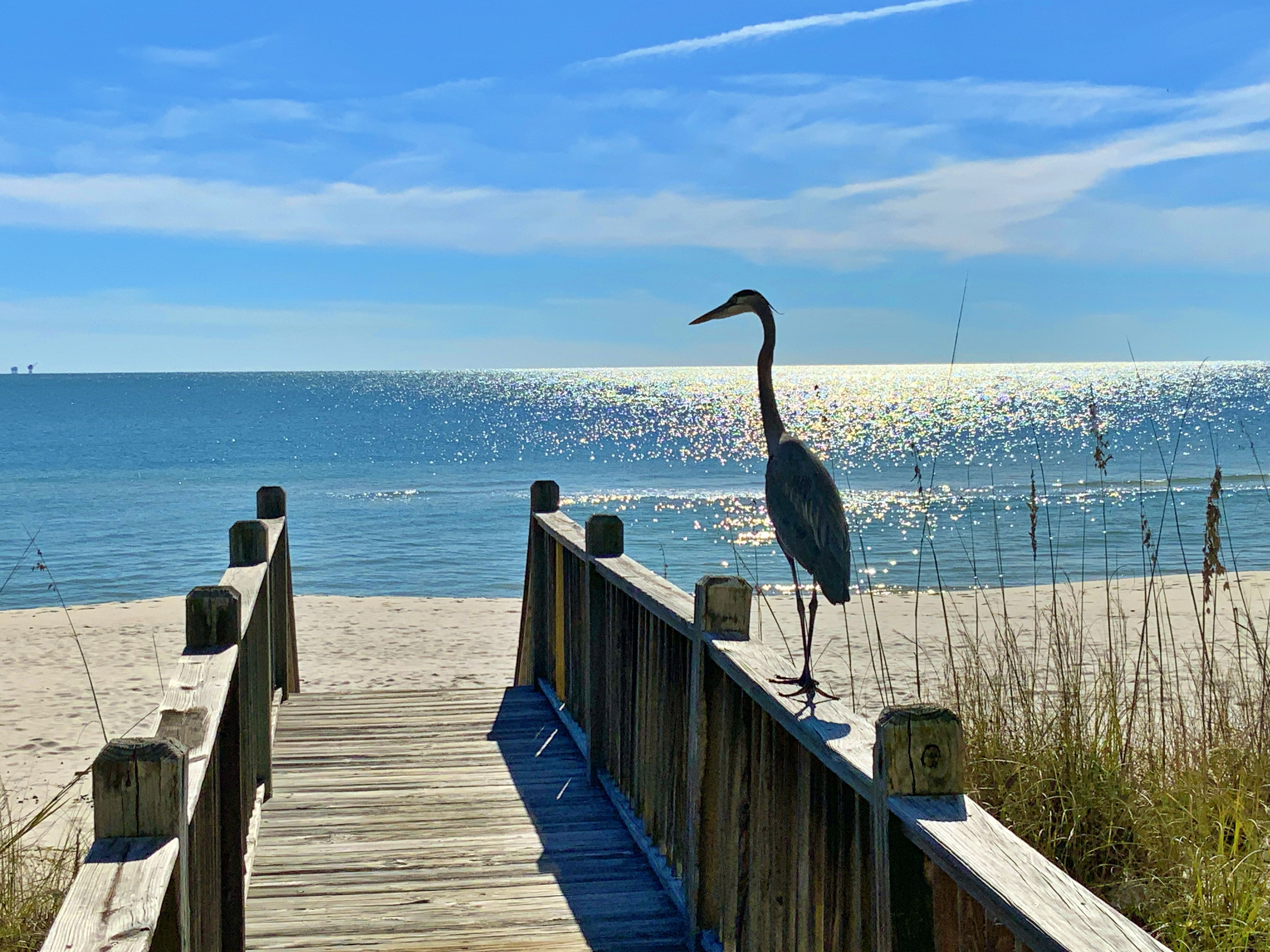 Serenity on the Shore Coastal View Vacations