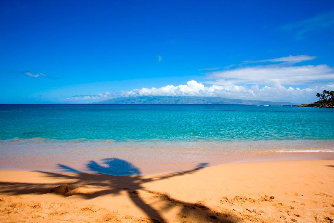 Beach Palm Tree