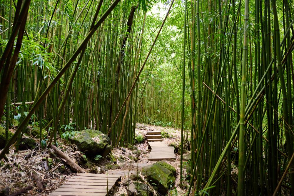 Bamboo Forest 