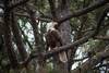 Enjoy bird watching from the deck!