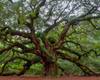 Check out the gems of the Lowcountry! Angel Oak Tree