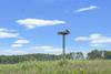 Osprey Nest