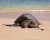 Honu basking on the beach at Poipu Beach