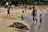 Turtle at Poipu Beach