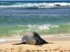 Monk Seal at Poipu Beach