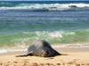 Monk Seal at Poipu Beach