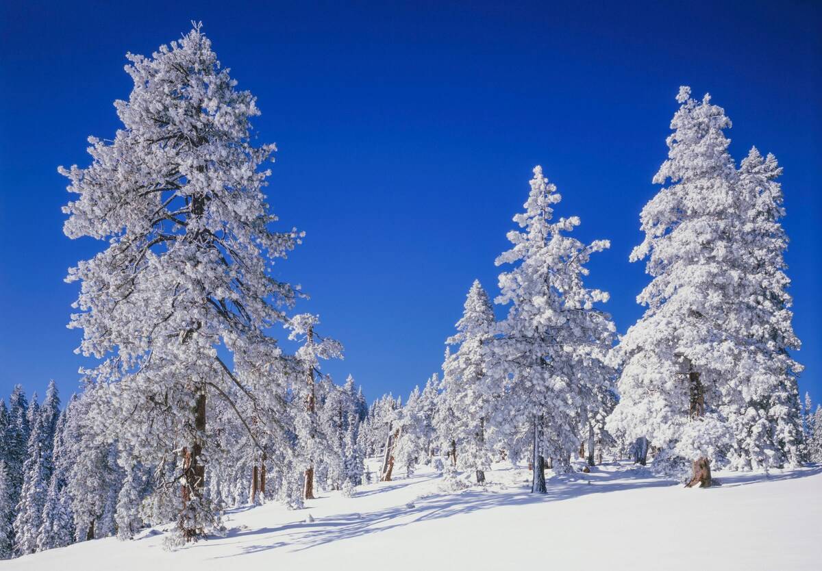 Snowy trees Snowy trees