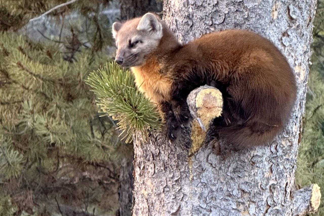 breckenridge-cabin-local-wildlife breckenridge-cabin-local-wildlife