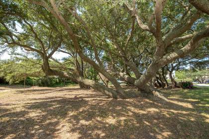 Large Live Oak Trees