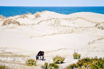 Dunes & Horse