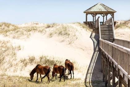 Wild Horses