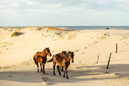 Wild Horses