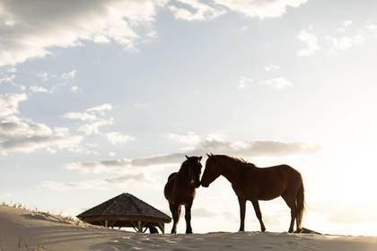 Wild Horses