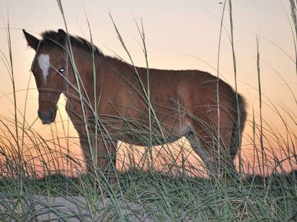 Famous Wild Horses