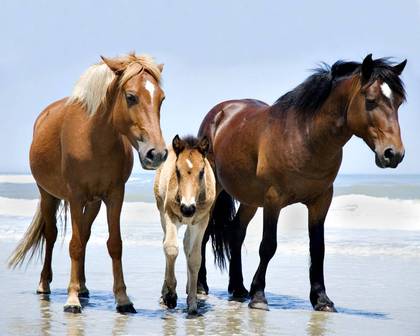 Wild Horses