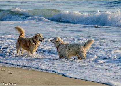 Dogs on Beach