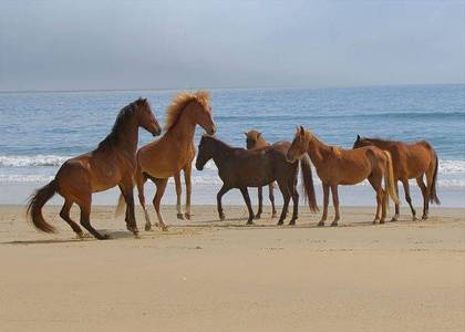Wild Horses of Carova